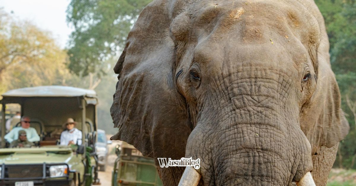 WasafiBlog Travel Guide a Day in the wild